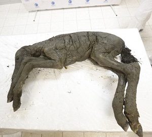 کره اسب باستانی