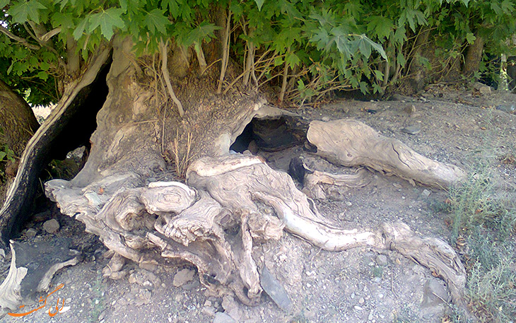 درخت کهن سال روستای سیرچ درخت کهن سال روستای سیرچ
