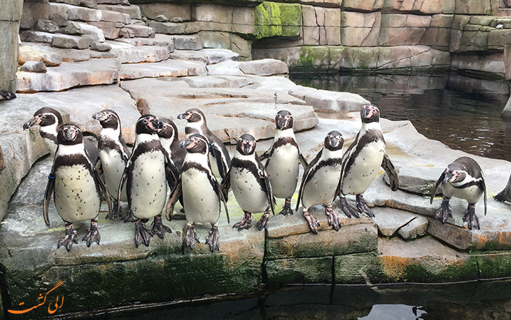 Hamburg-Zoo باغ وحش هامبورگ