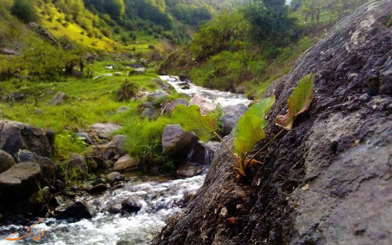 ییلاق زیبای ناتر مازندران ییلاق زیبای ناتر مازندران