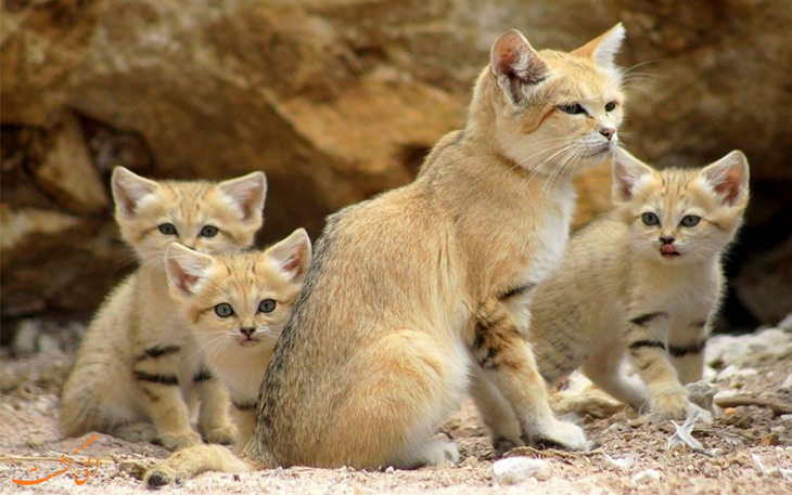 گربه شنی گربه شنی