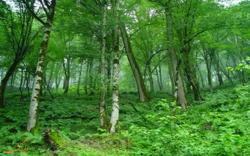 خیبوس خیبوس
