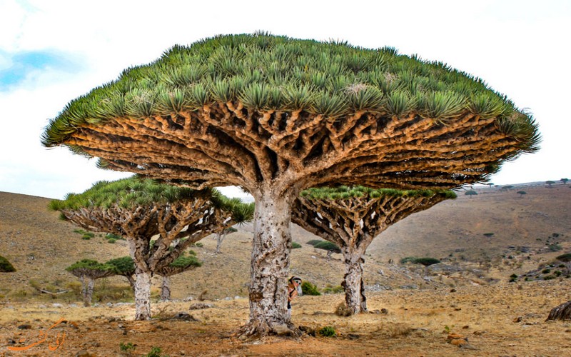 اسکورتا اسکورتا