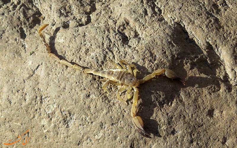 عقرب گزیدگی-عقرب های ایران عقرب گزیدگی-عقرب های ایران