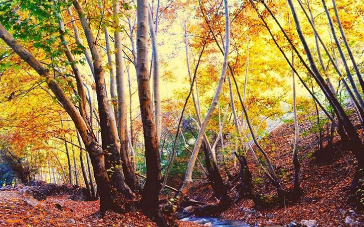 گنجه ای در یاسوج گنجه ای در یاسوج