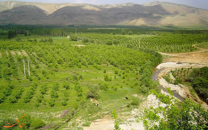 دشت مورپیسه دشت مورپیسه