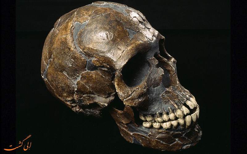 انسان نئاندرتال | Homo neanderthalensis انسان نئاندرتال | Homo neanderthalensis