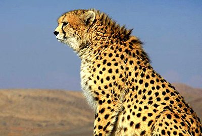 روز جهانی یوزپلنگ