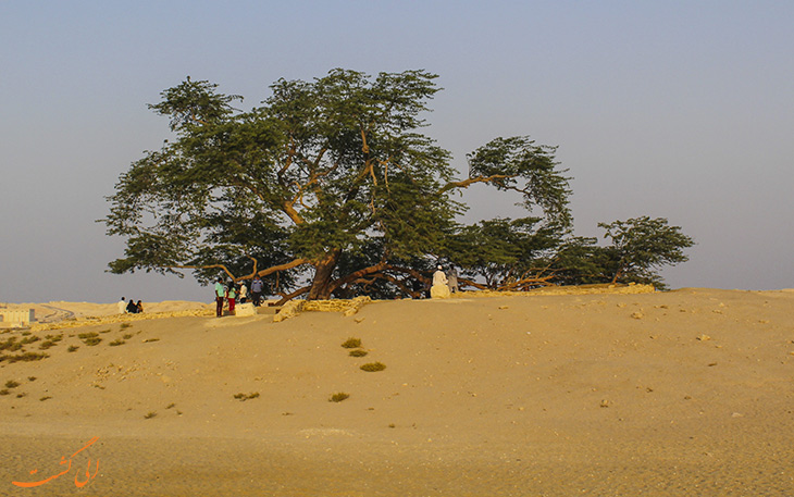 درخت زندگی درخت زندگی