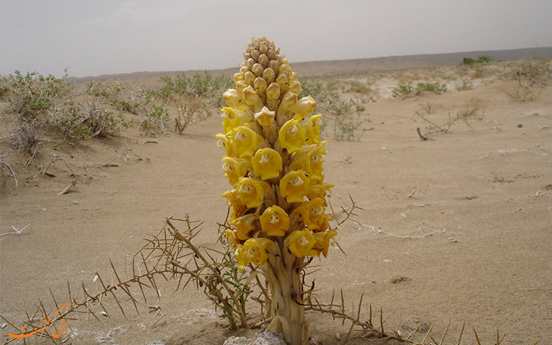 گل جالیز گل جالیز