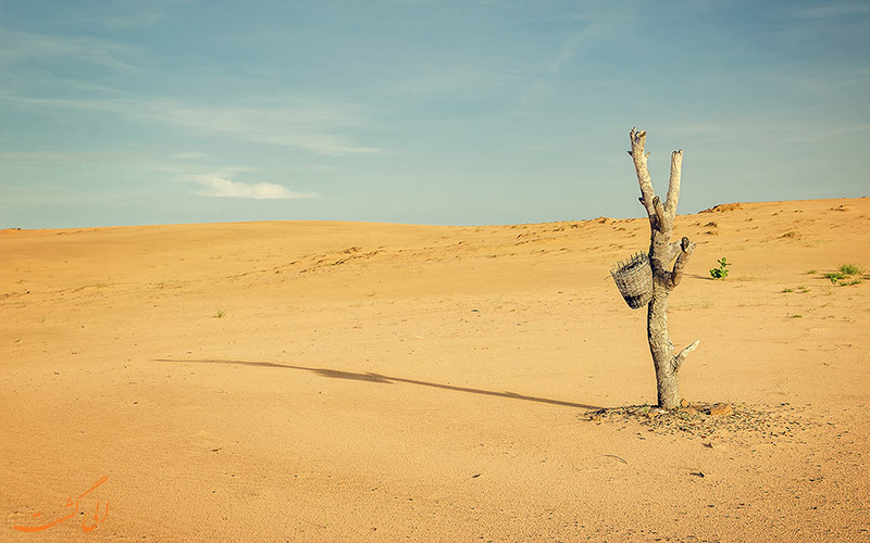 محیط زیست درون صحرا محیط زیست درون صحرا