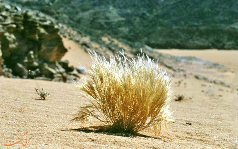 گیاه نسی گیاه نسی
