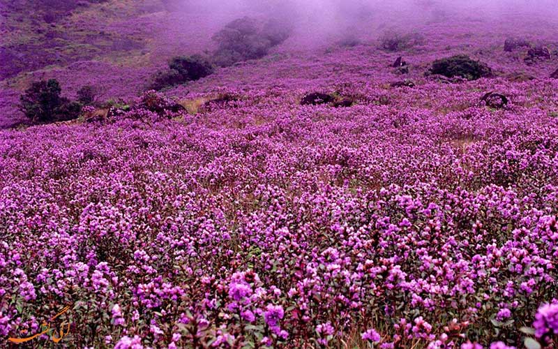 neelakurinji neelakurinji