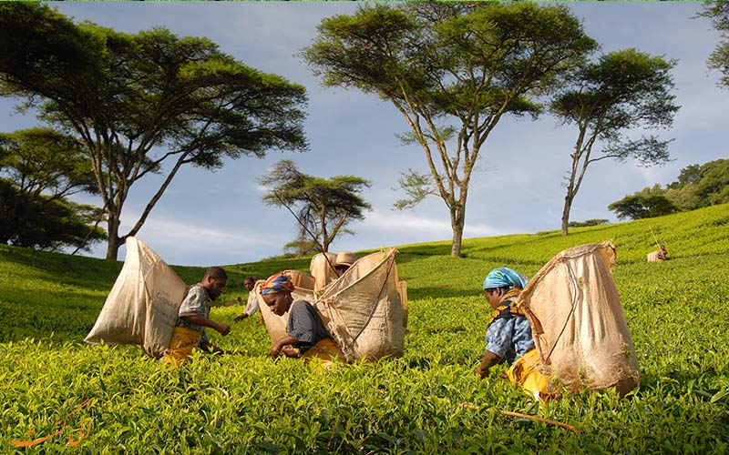 اندونزی-مزارع چای اندونزی-مزارع چای