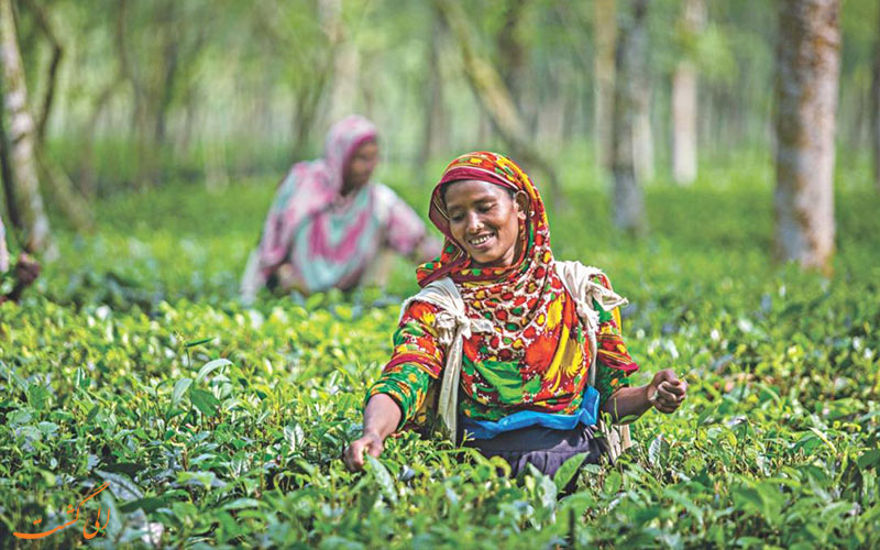بهترین مزارع چای جهان - بنلادش بهترین مزارع چای جهان - بنلادش