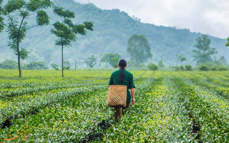 تولید چای در ویتنام تولید چای در ویتنام