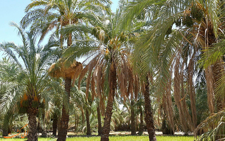 نخلستان های جزیره هنگام نخلستان های جزیره هنگام