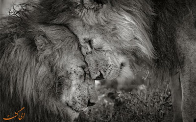 مسابقه عکاسی حیات وحش