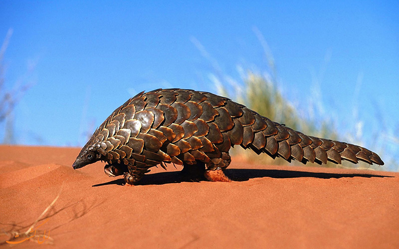 pangolin-مورچه خوار پانگولین pangolin-مورچه خوار پانگولین