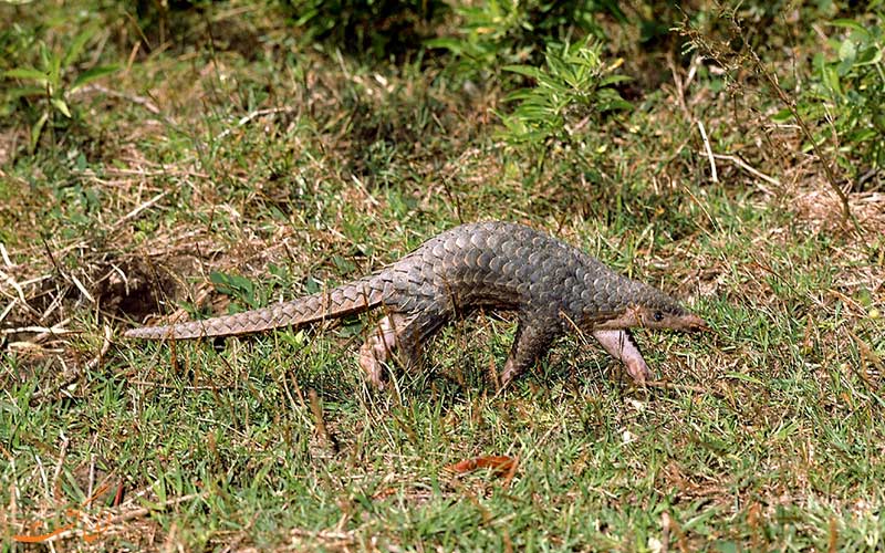 مورچه خوار پانگولین چه می خورد مورچه خوار پانگولین چه می خورد