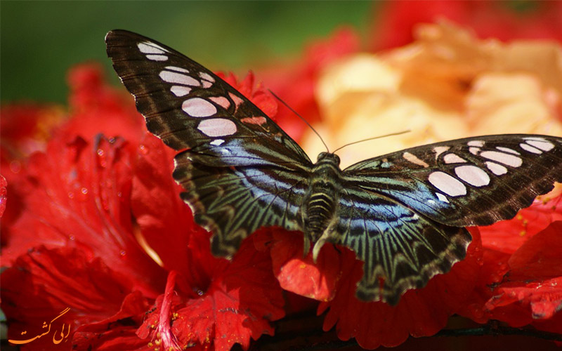 پارک پروانه های کوالالامپور-Kuala Lumpur Butterfly Park پارک پروانه های کوالالامپور-Kuala Lumpur Butterfly Park