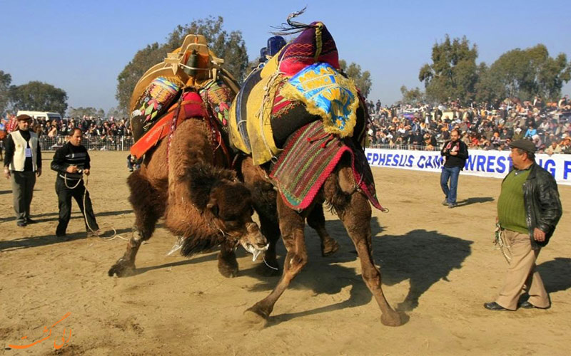 کشتی شترها در ترکیه و میدان مبارزه کشتی شترها در ترکیه و میدان مبارزه