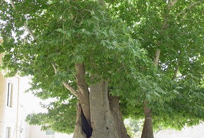 ثبت ملی 22 اثر طبیعی