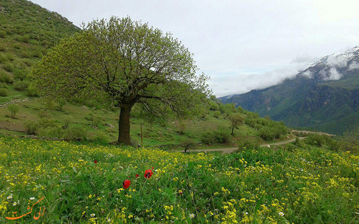 طبیعت روستای دل طبیعت روستای دل