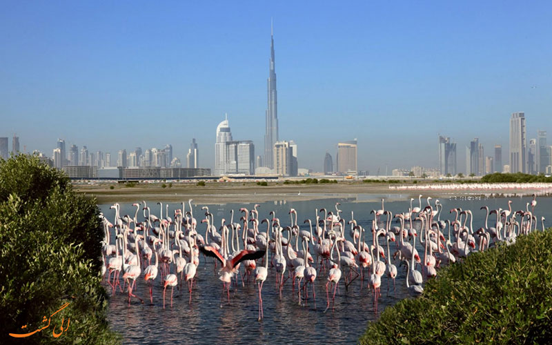 پارک خور در دبی | Dubai khor park پارک خور در دبی | Dubai khor park