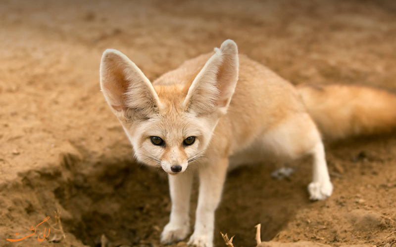 روز جهانی حیات وحش | World Wildlife Day روز جهانی حیات وحش | World Wildlife Day