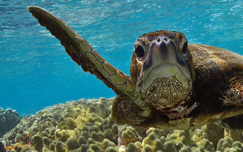 لاک پشت پوزه عقابی خلیج فارس | Hawksbill sea turtle لاک پشت پوزه عقابی خلیج فارس | Hawksbill sea turtle