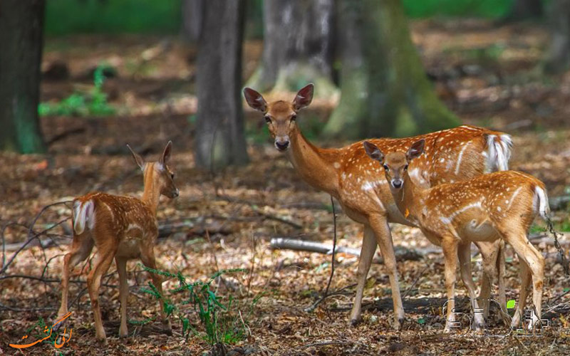 گوزن زرد ایرانی | Persian fallow deer گوزن زرد ایرانی | Persian fallow deer