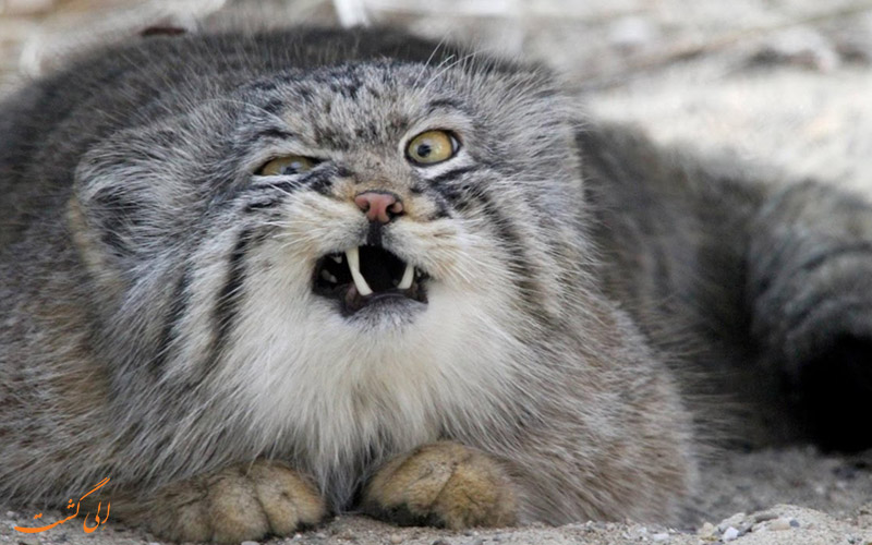 گربه پالاس | Pallas's cat گربه پالاس | Pallas's cat