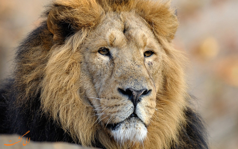 شیر ایرانی | Asiatic lion شیر ایرانی | Asiatic lion