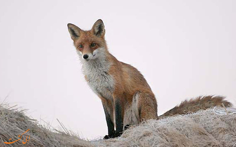 روباه ترکمنی | Corsac fox روباه ترکمنی | Corsac fox