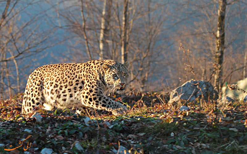 پلنگ ایرانی | Persian leopard پلنگ ایرانی | Persian leopard