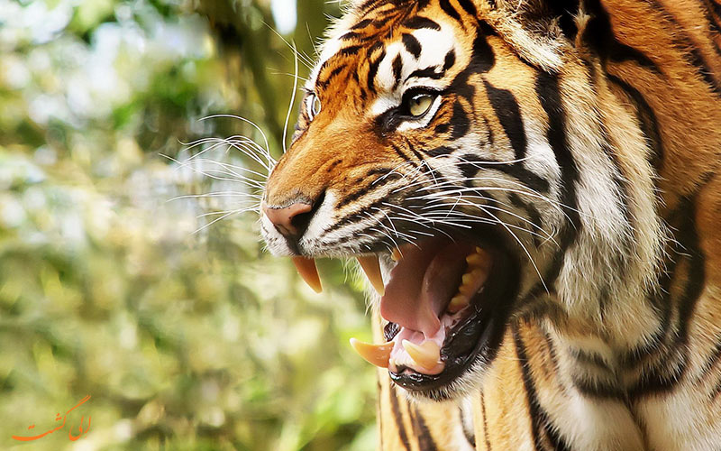 ببر مازندران | Caspian tiger ببر مازندران | Caspian tiger