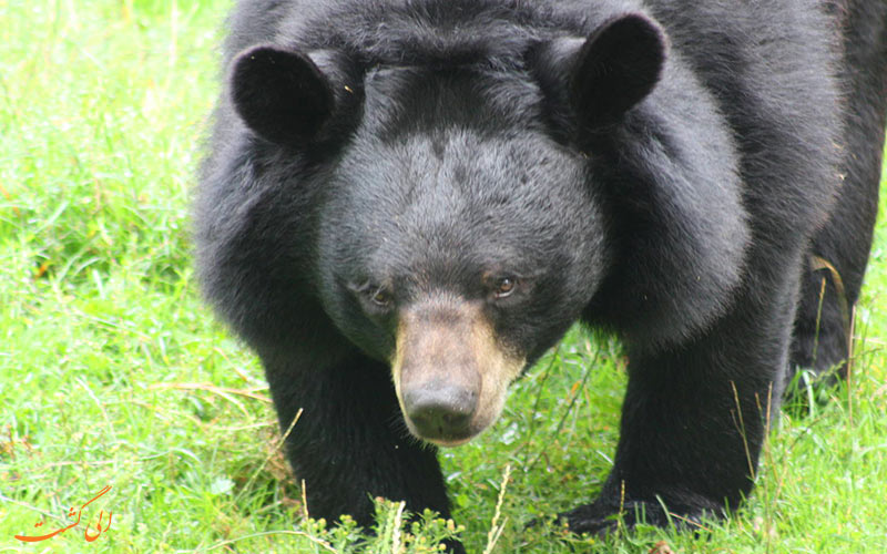خرس سیاه بلوچی | Asian black bear خرس سیاه بلوچی | Asian black bear