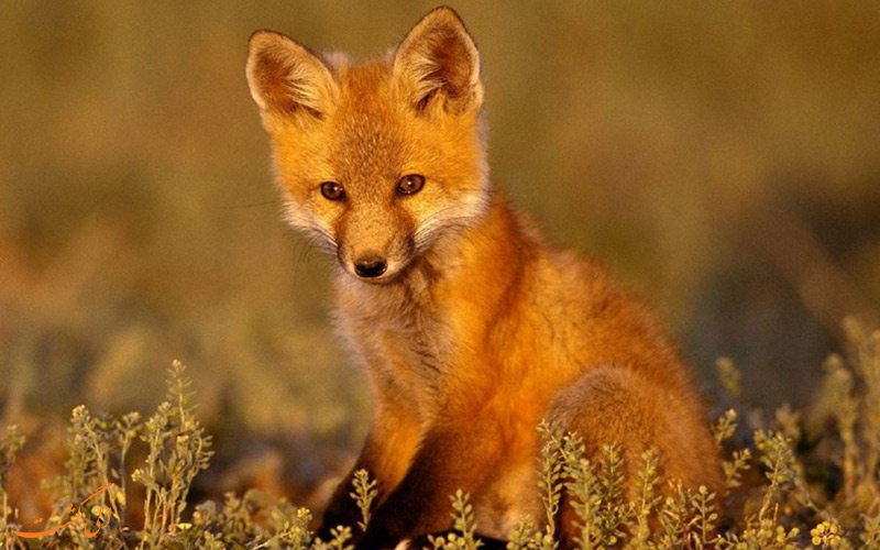 شاه روباه ایرانی | Blanford's fox شاه روباه ایرانی | Blanford's fox
