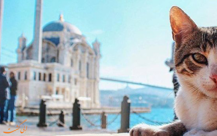 زندگی گربه های استانبول زندگی گربه های استانبول
