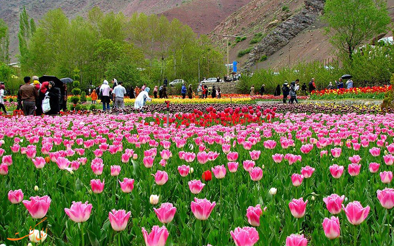 جشنواره لاله های گچسر جشنواره لاله های گچسر