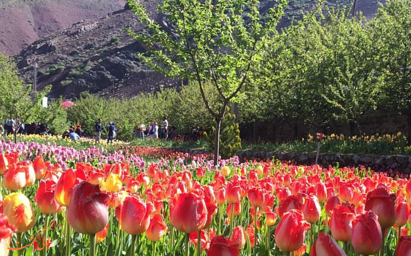 جشنواره لاله های گچسر جشنواره لاله های گچسر