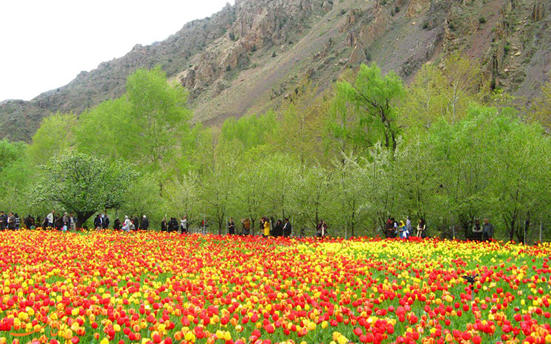 جشنواره لاله های گچسر جشنواره لاله های گچسر