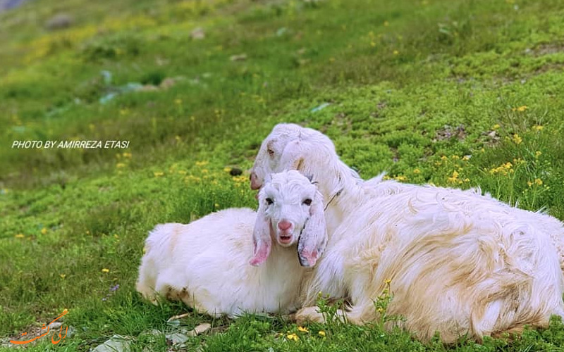طبیعت دلپذیر آبشار گلوکان طبیعت دلپذیر آبشار گلوکان