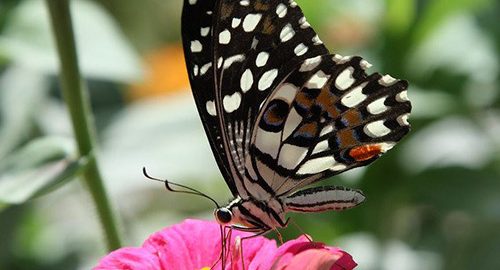 پارک های تهران برای پیاده روی
