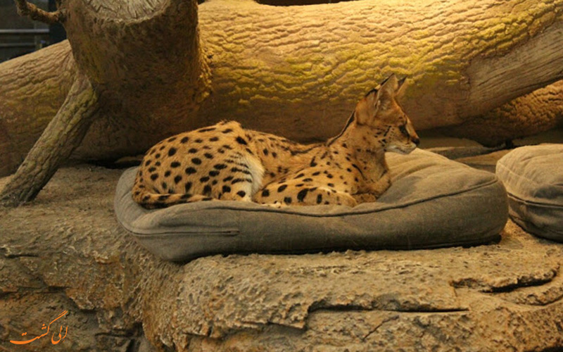 یوزگربه (Serval) در قسمت حیات وحش آکواریوم یوزگربه (Serval) در قسمت حیات وحش آکواریوم