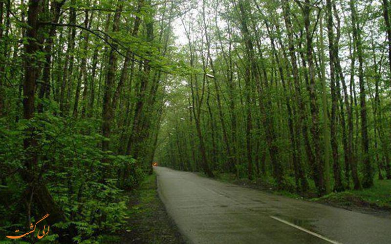 نمایی از جاده ای در جنگل گیسوم نمایی از جاده ای در جنگل گیسوم