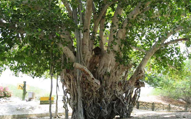 سفر به کیش سفر به کیش