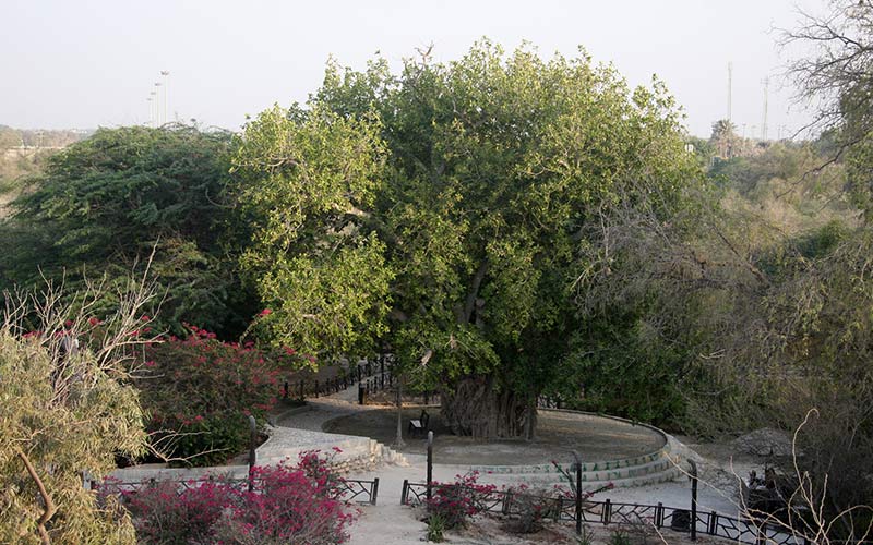 درخت کهنسال کیش درخت کهنسال کیش