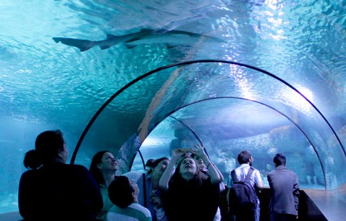 ankara aquarium آکواریوم آنکارا